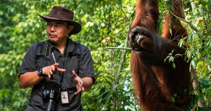 Bill Patrick standing beside an orangutan in a rainforest setting in Borneo.