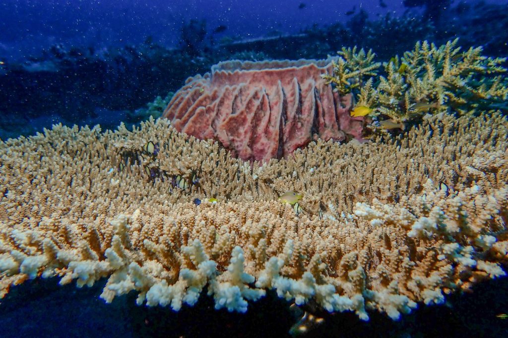 Coraux, poissons et grande éponge marine formant un habitat riche au sein d'un récif tropical.