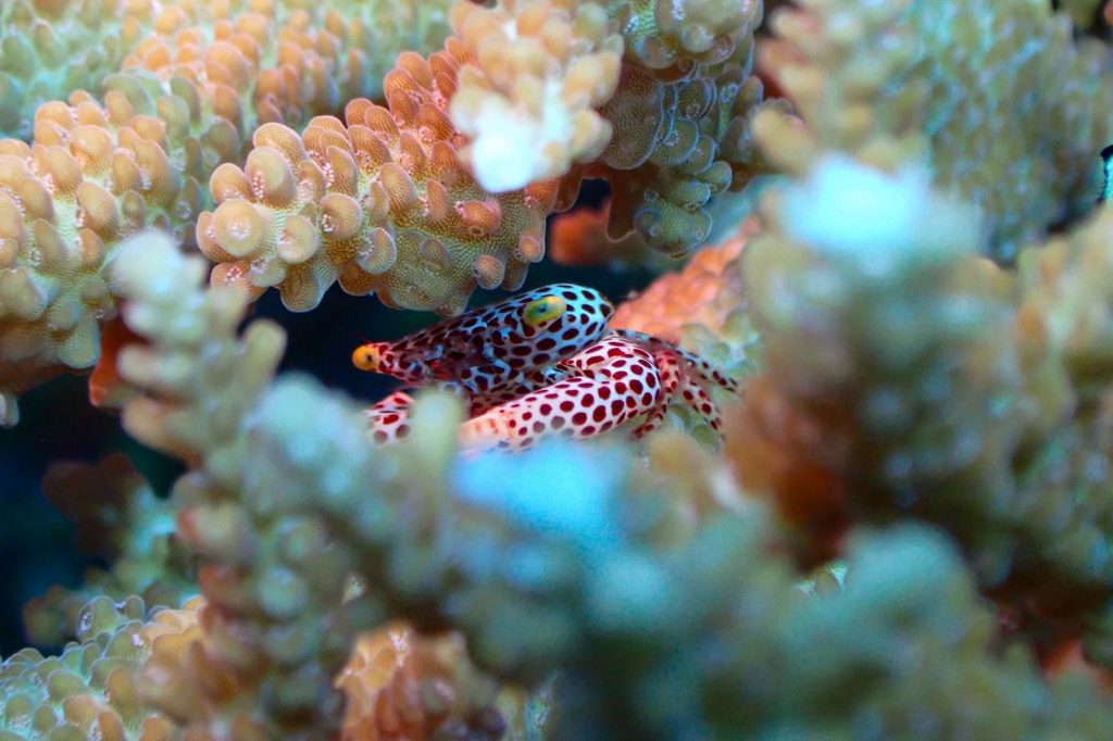 Crabe coloré caché parmi les coraux, illustrant la biodiversité d'un récif corallien.