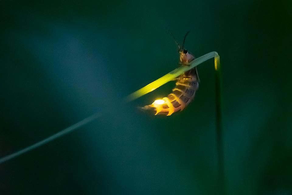Glowing firefly resting on a blade of grass, illustrating firefly conservation in Bali.
