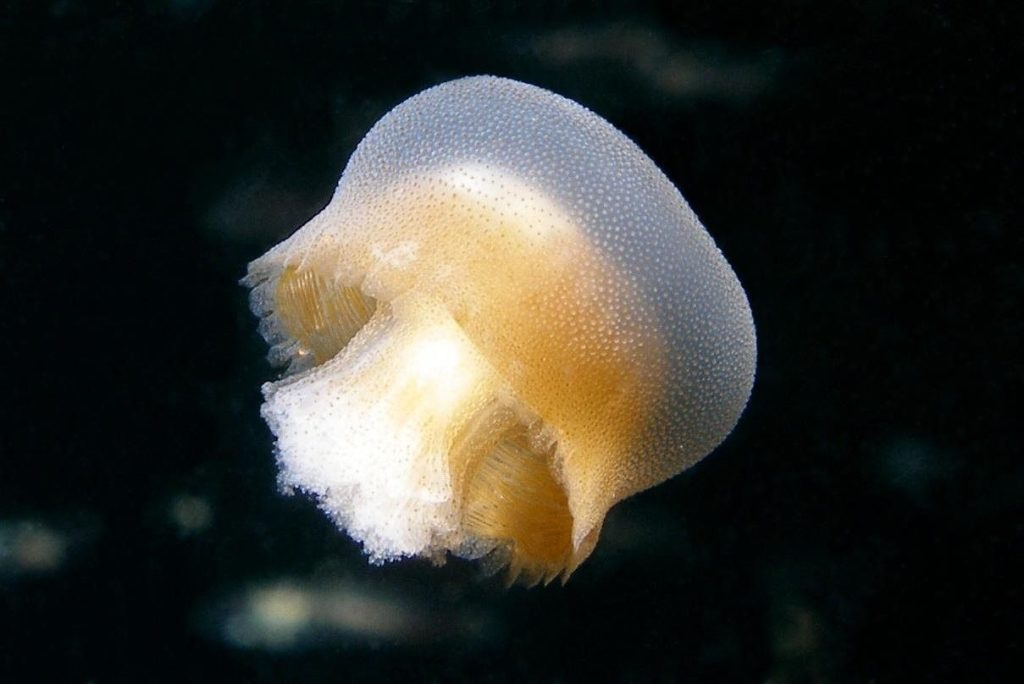 Jellyfish drifting in dark ocean water, one of the main prey of leatherback sea turtles.