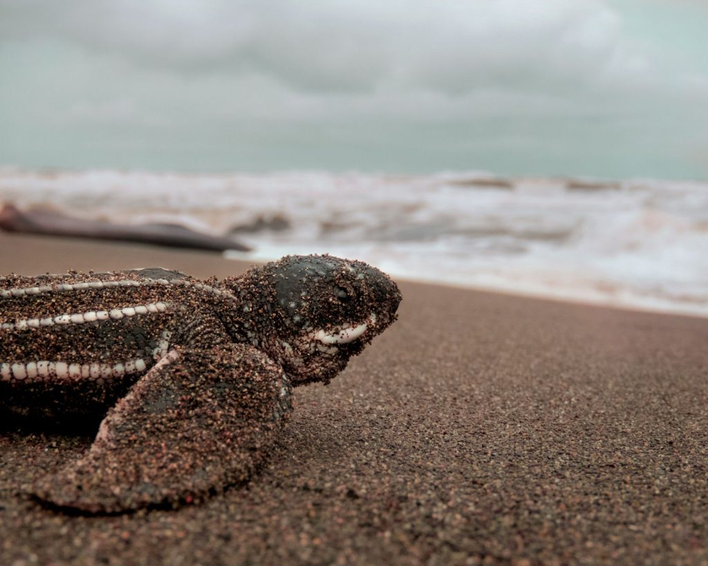 Leatherback turtle moving across a sandy nesting beach near the ocean.