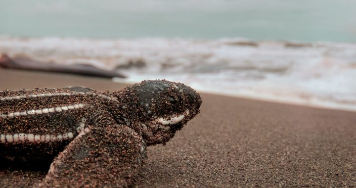 Leatherback turtle moving across a sandy nesting beach near the ocean.