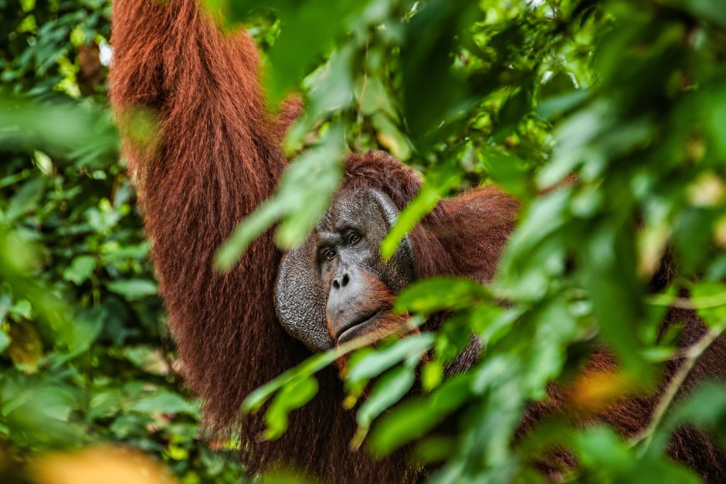 An orangutan partially hidden by dense rainforest vegetation in Borneo.