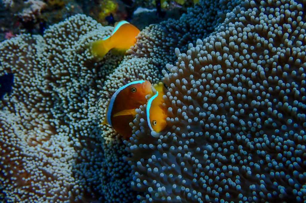 Clownfish sheltering in a sea anemone within a tropical coral reef.