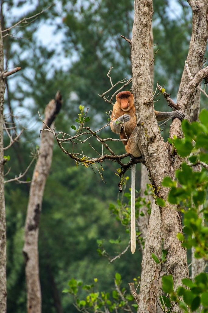 A proboscis monkey resting in a tree in the forests of Borneo.