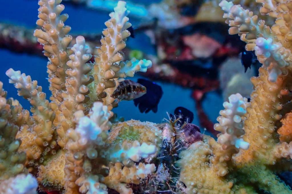 Small reef fish shelter among branching coral in a tropical coral reef ecosystem.