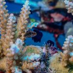 Coral Bleaching Recovery: A New Discovery Offers Hope