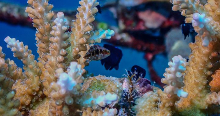 Small reef fish shelter among branching coral in a tropical coral reef ecosystem.