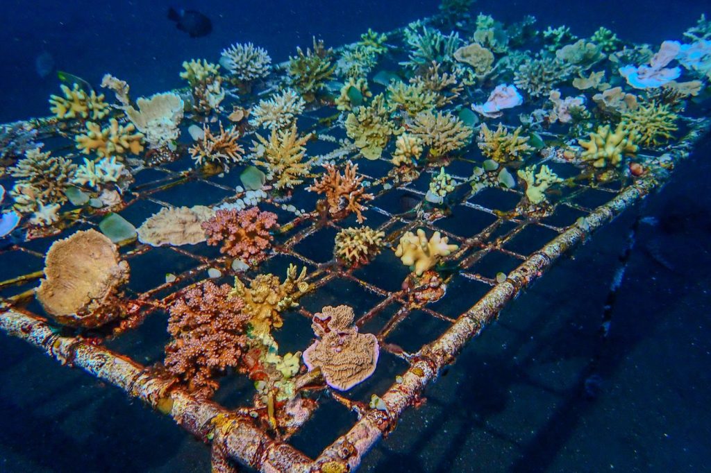 Young corals attached to an underwater structure used for coral reef restoration.