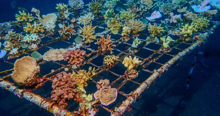 Young corals attached to an underwater structure used for coral reef restoration.