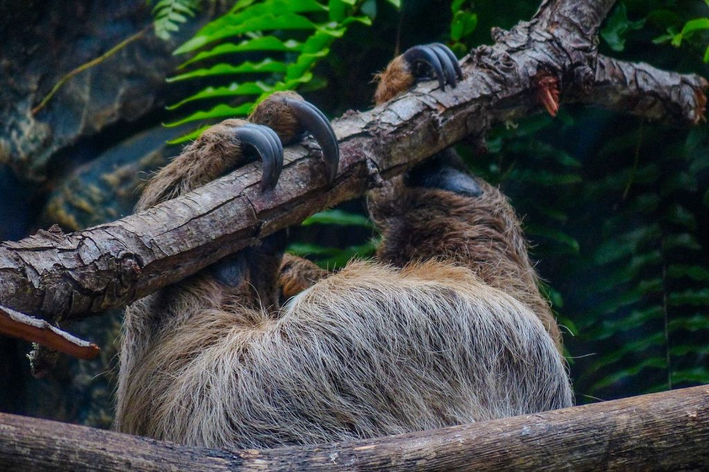 Close-up of a sloth gripping a tree branch with its long curved claws in a tropical forest