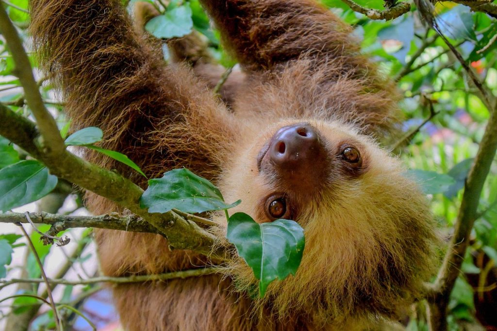 Close-up of a sloth resting among branches and leaves in a tropical forest canopy.