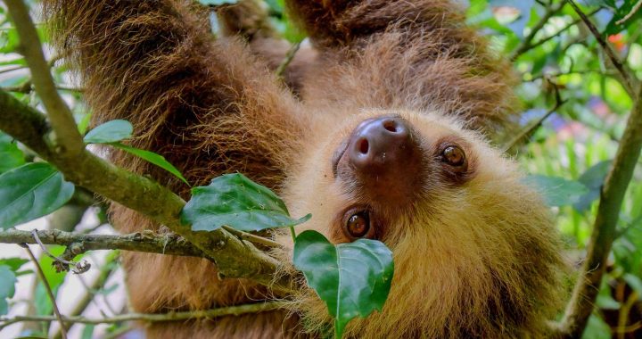 Close-up of a sloth resting among branches and leaves in a tropical forest canopy.