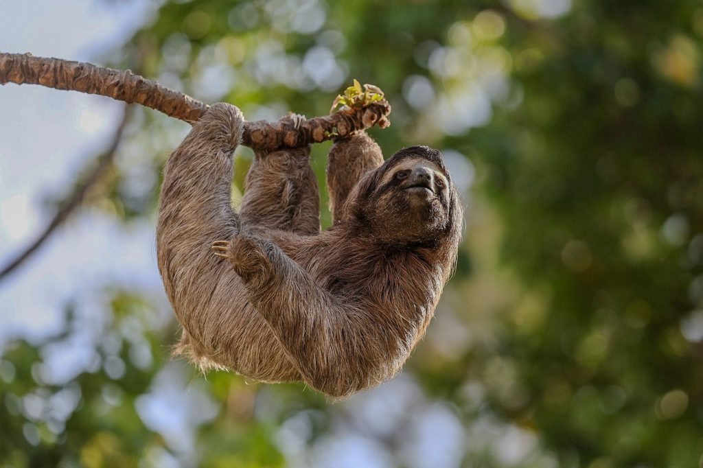 Sloth hanging from a tree branch in a tropical forest, showing its long limbs and arboreal adaptations.