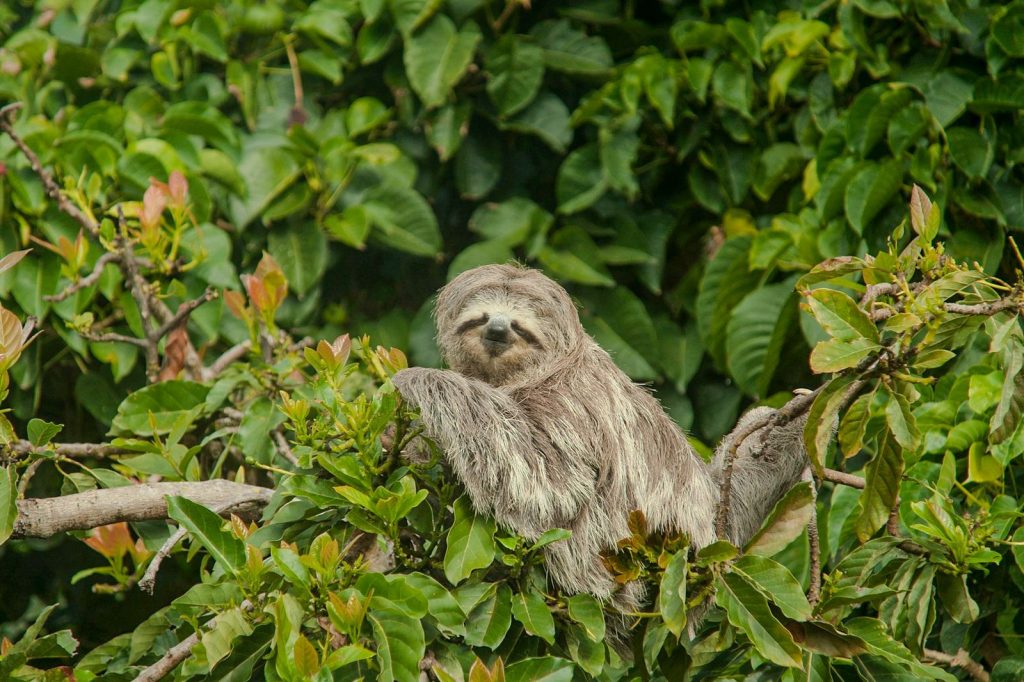 Three-toed sloth resting in the forest canopy surrounded by dense green vegetation.