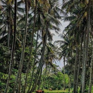 TC-157 — Under the Palms