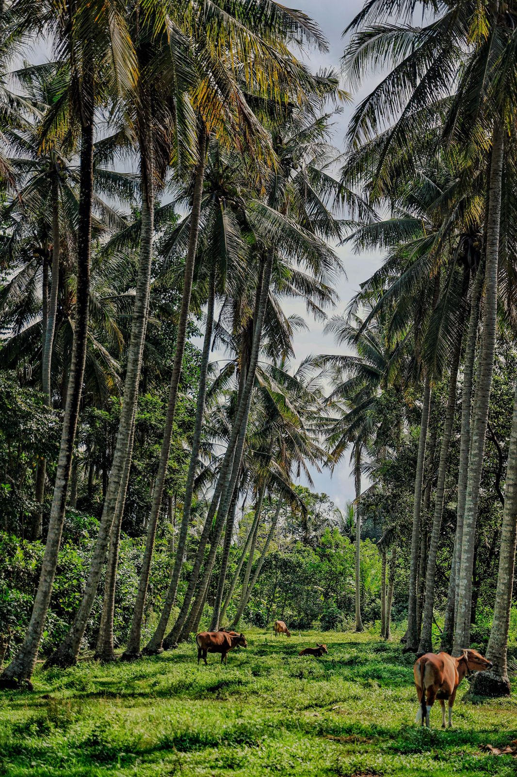 TC-157 — Under the Palms