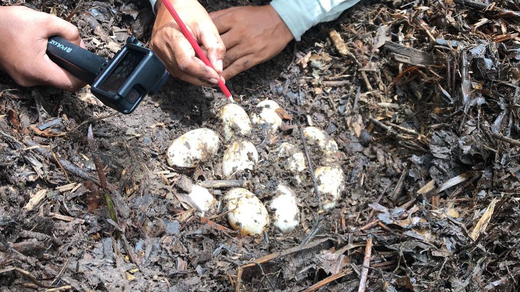Siamese crocodile eggs in a protected nest during a conservation programme. credit WCS Cambodia