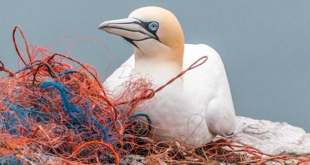 A northern gannet resting beside tangled fishing nets and plastic ropes.