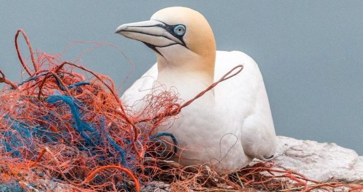 A northern gannet resting beside tangled fishing nets and plastic ropes.