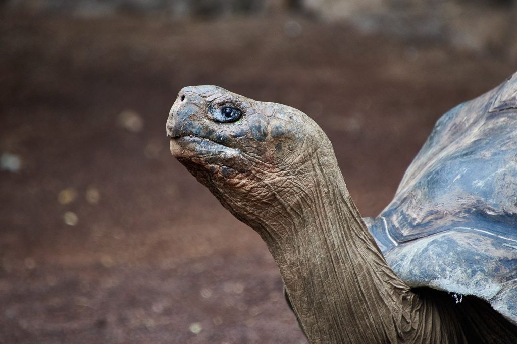 A close-up of an Aldabra giant tortoise, one of the world's largest land tortoises, capable of living for more than a century.