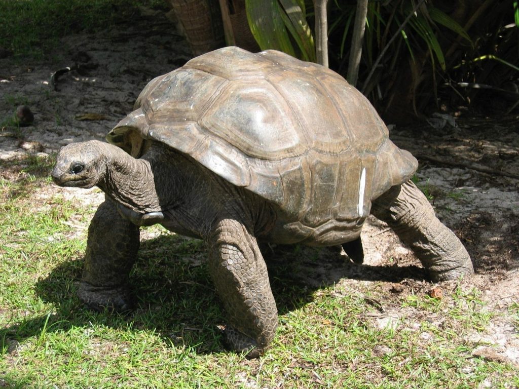 An Aldabra giant tortoise (Aldabrachelys gigantea) crosses a grassy clearing.