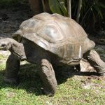 Seychelles’ Giant Tortoises: 180,000 Reasons for Conservation Hope