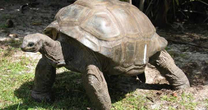 An Aldabra giant tortoise (Aldabrachelys gigantea) crosses a grassy clearing.