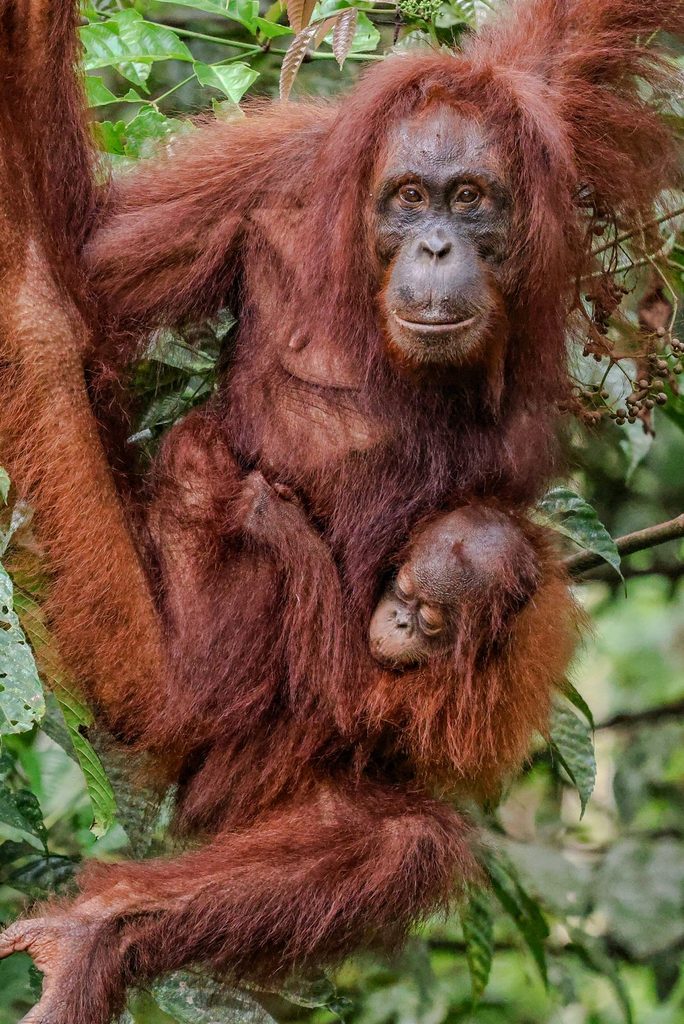 Female Bornean orangutan carrying her sleeping baby through the tropical rainforest canopy.