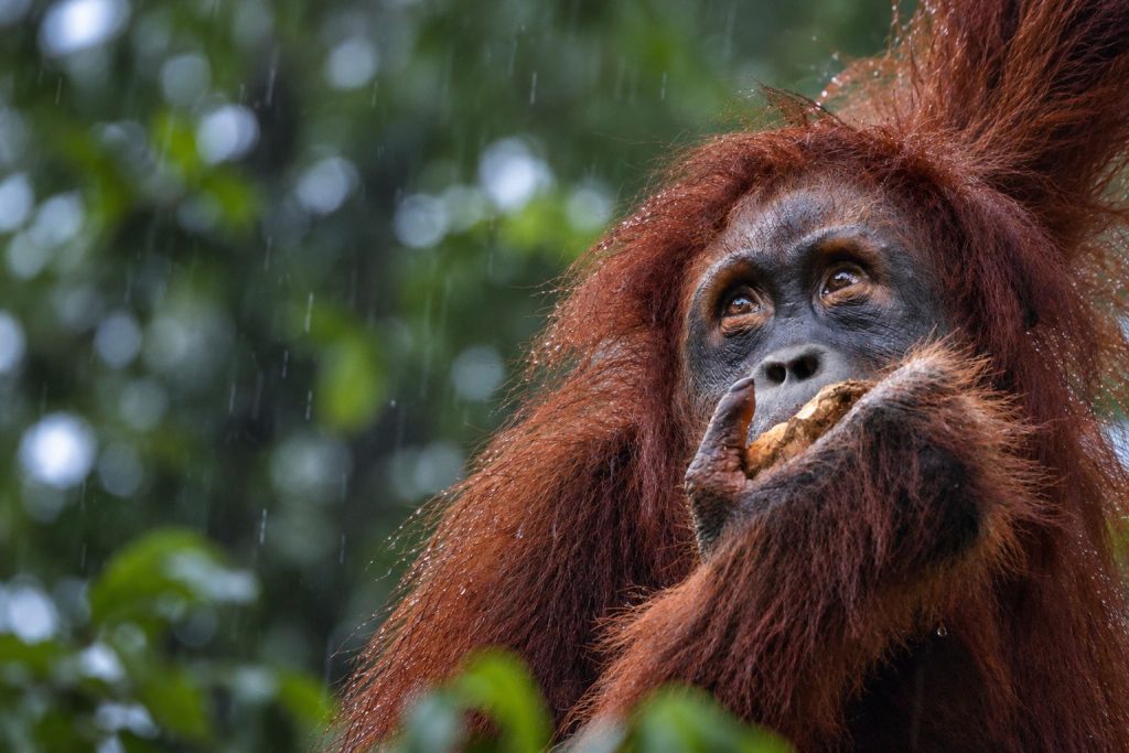 Bornean orangutan eating fruit in a tropical rainforest during rainfall, highlighting the importance of protecting its endangered habitat.