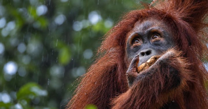 Bornean orangutan eating fruit in a tropical rainforest during rainfall, highlighting the importance of protecting its endangered habitat.