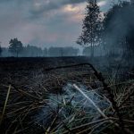 Indonesia Revives Its Peatland Agency as Wildfire Risks Grow