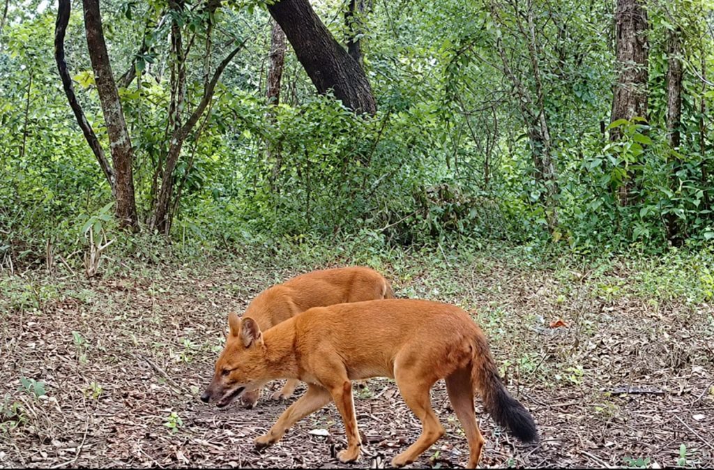 Two endangered dholes (Cuon alpinus) walking through the forest of Baluran National Park, East Java,