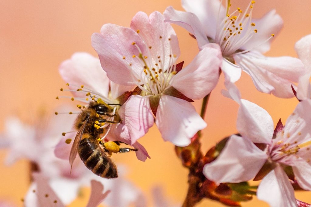 A honeybee gathering pollen from pink blossoms, highlighting the importance of insect pollinators for flowering plants.