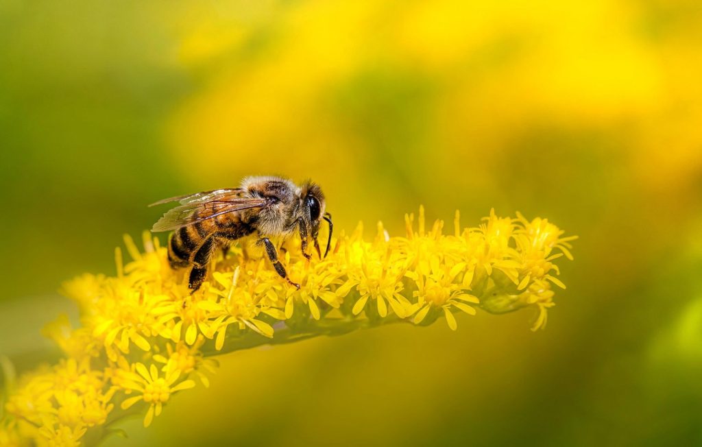 A honeybee collecting nectar from yellow wildflowers, illustrating the role of bees in pollination and biodiversity.