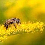 Europe’s Wild Bees Are Declining