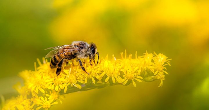 A honeybee collecting nectar from yellow wildflowers, illustrating the role of bees in pollination and biodiversity.