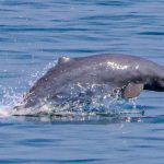 Six New Dolphin Calves Bring Hope to Cambodia’s Mekong