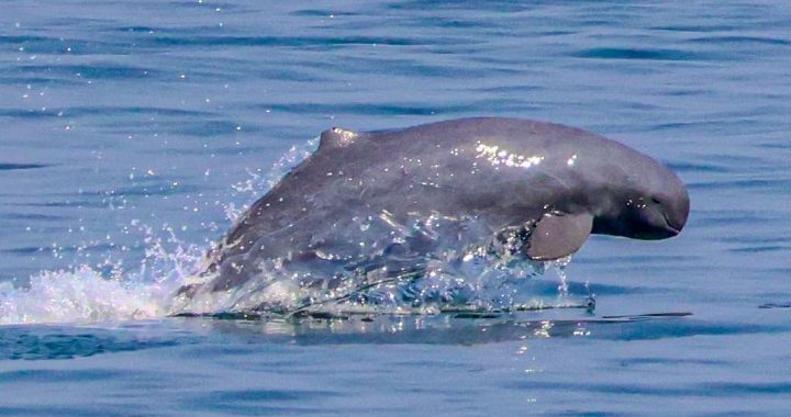 An Irrawaddy dolphin emerges from the water, revealing its distinctive rounded head and smooth grey body, characteristic of Irrawaddy dolphins in Cambodia.