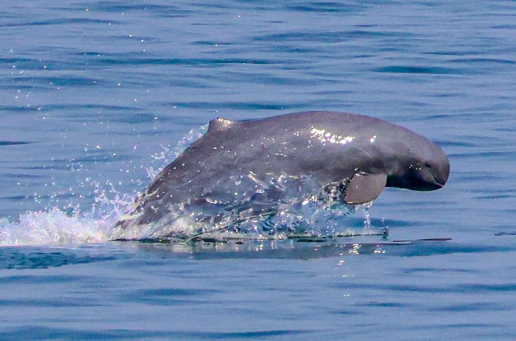 An Irrawaddy dolphin emerges from the water, revealing its distinctive rounded head and smooth grey body, characteristic of Irrawaddy dolphins in Cambodia.