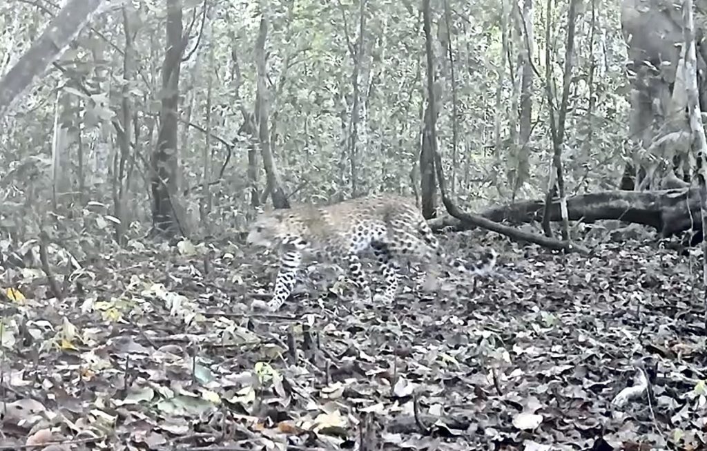 Javan leopard walking through the forest of Baluran National Park in East Java, Indonesia.