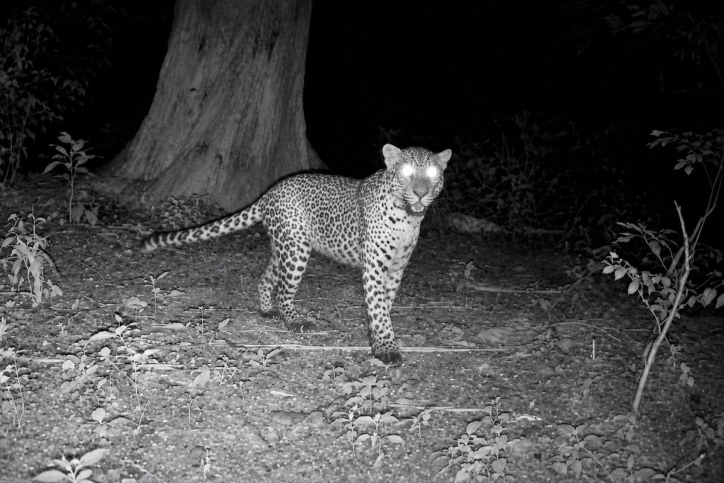 Endangered Javan leopard standing in a forest at night in Baluran National Park.