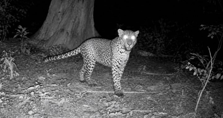 Endangered Javan leopard standing in a forest at night in Baluran National Park.
