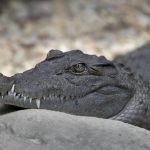 Cambodia Creates a New Refuge for One of the World’s Rarest Crocodiles