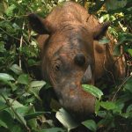 Two Sumatran Rhinos Are Pregnant. Can Captive Breeding Save the Species?