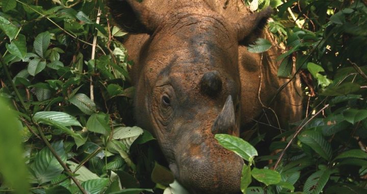 Sumatran rhino moving through dense rainforest vegetation.