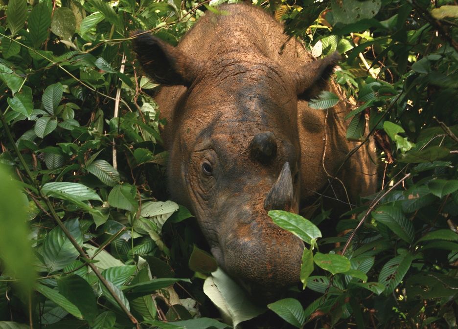 Sumatran rhino moving through dense rainforest vegetation.